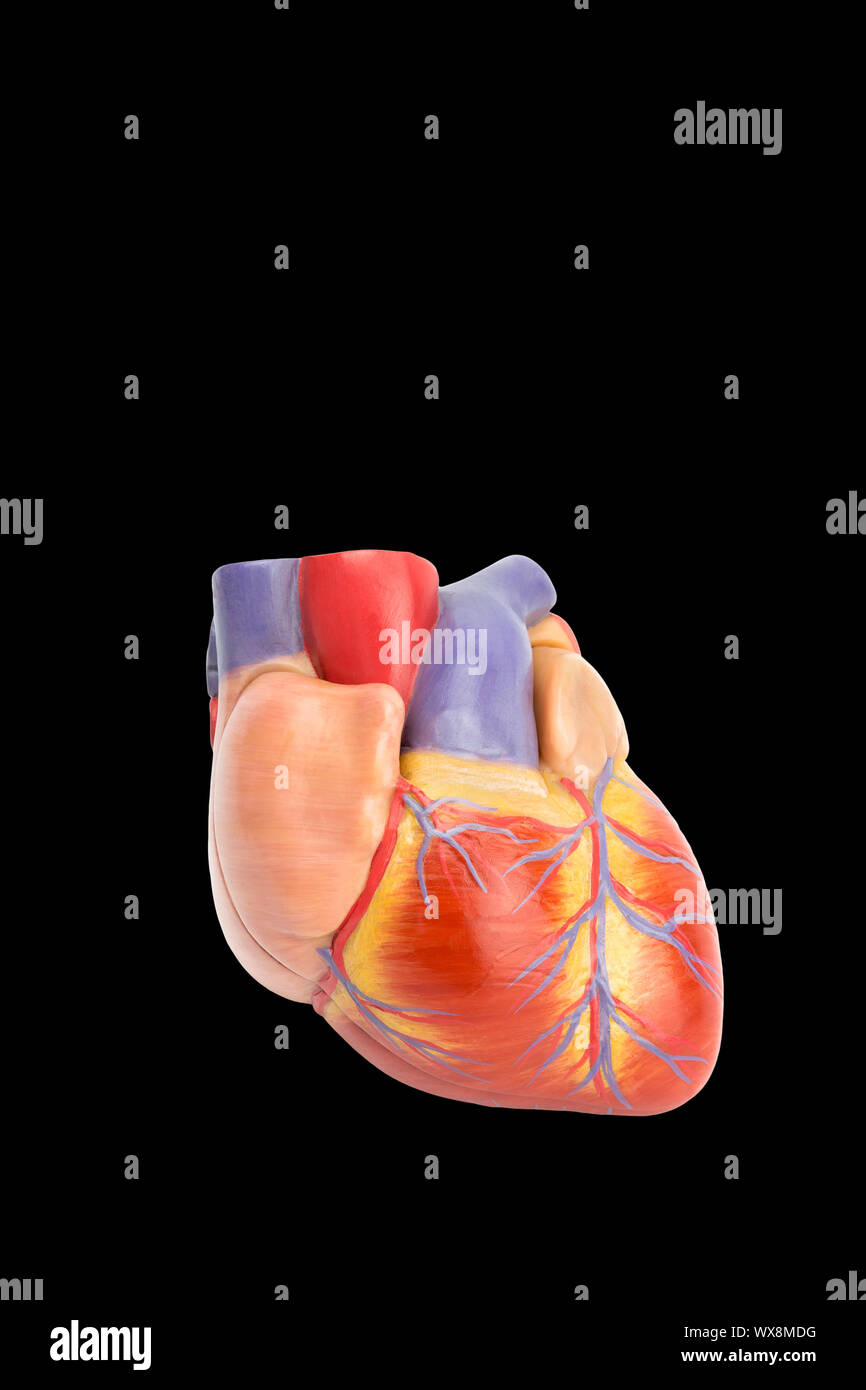 Plastic model of human heart on black Stock Photo