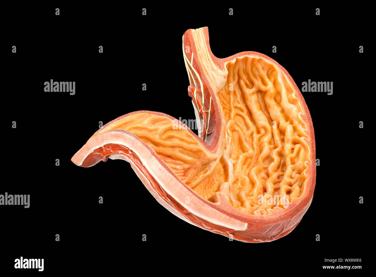Inside of human stomach model on black background Stock Photo