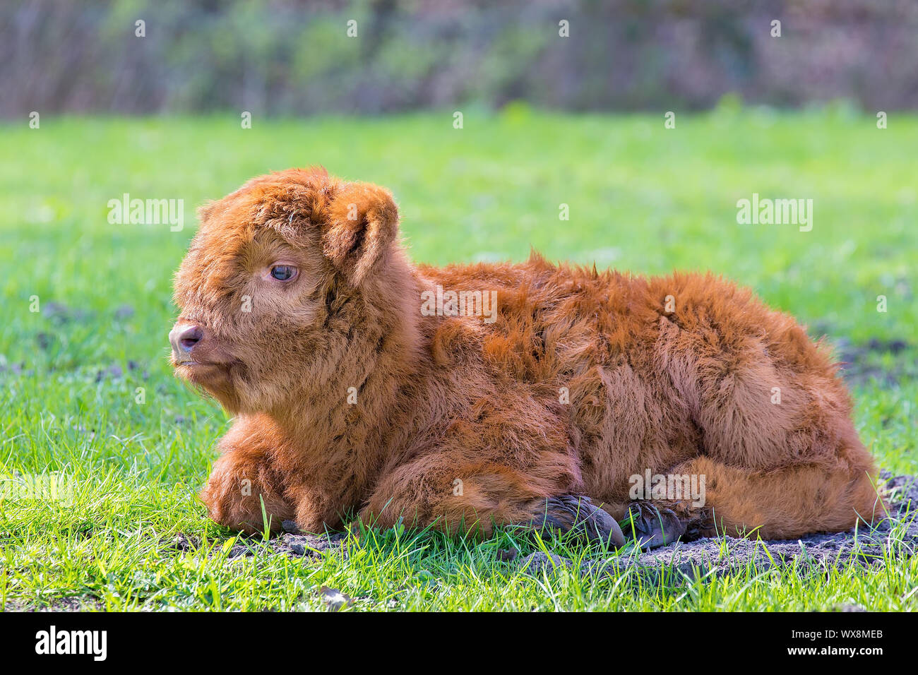 Bown newborn scottish highlander calf lying in meadow Stock Photo