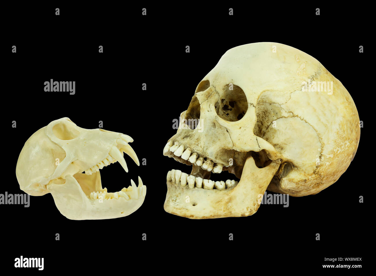 Real skulls of human and monkey on black background Stock Photo