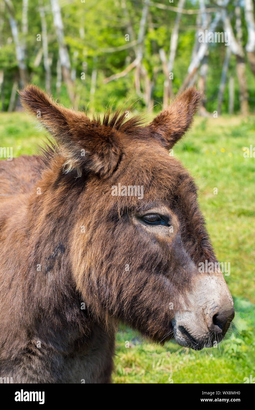 Portrait with head of donkey in meadow Stock Photo