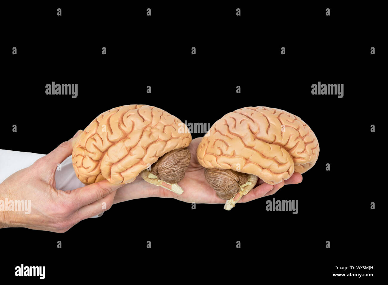 Hands hold human brains model on black background Stock Photo