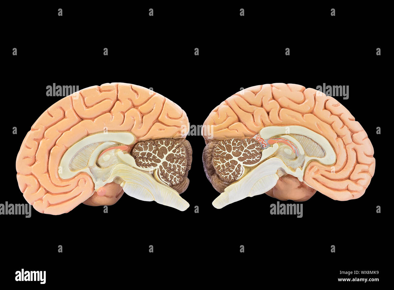 Models of two brain halves on black background Stock Photo