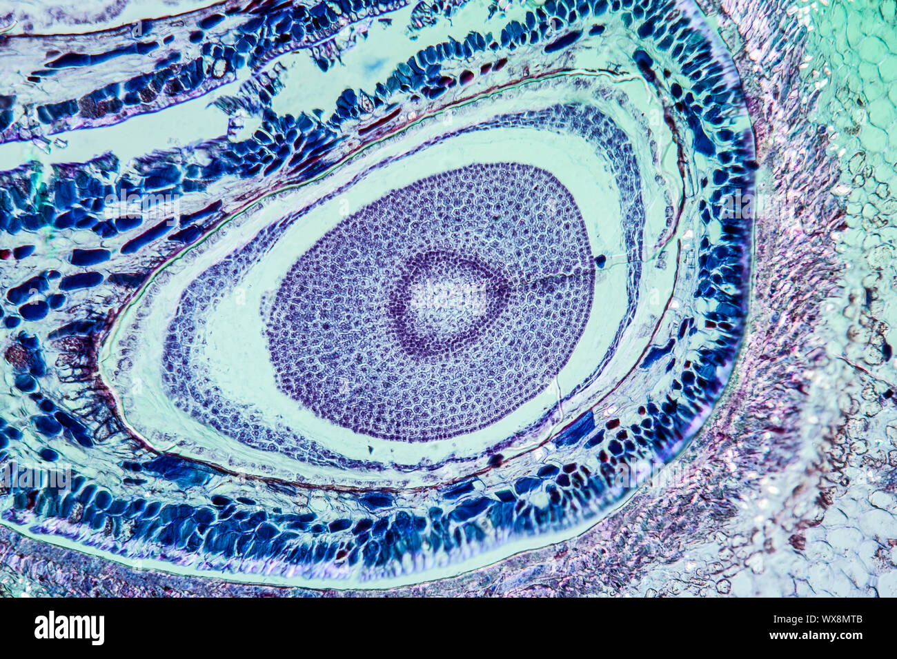 Apple pulp under the microscope 100x Stock Photo Alamy