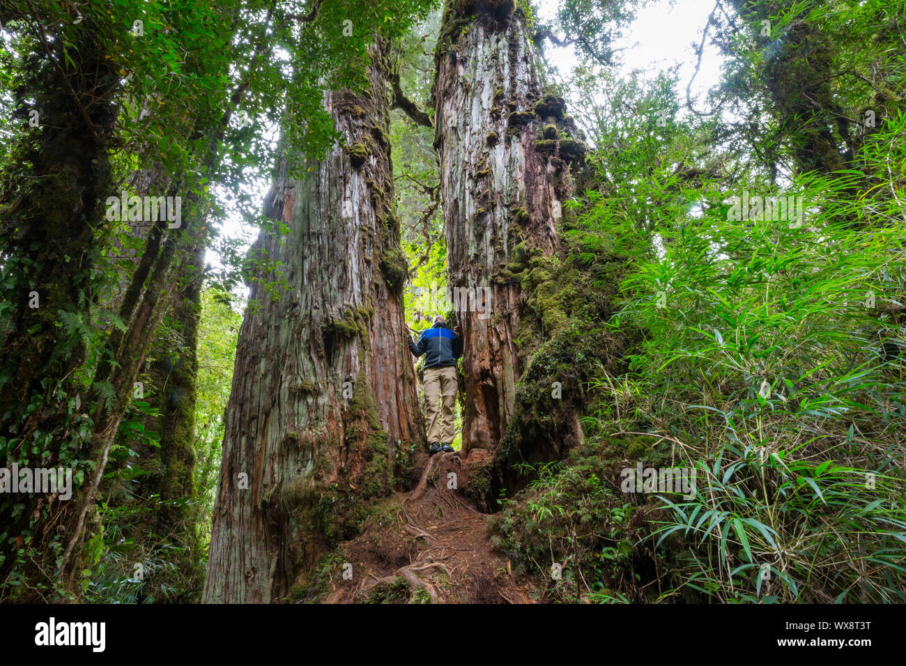 Hike in the forest Stock Photo - Alamy