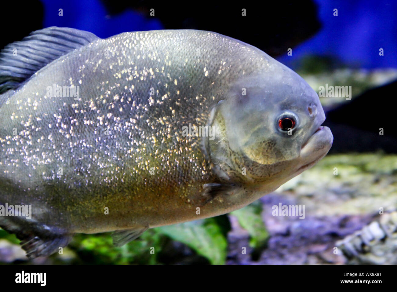 Close up of a piranha Stock Photo