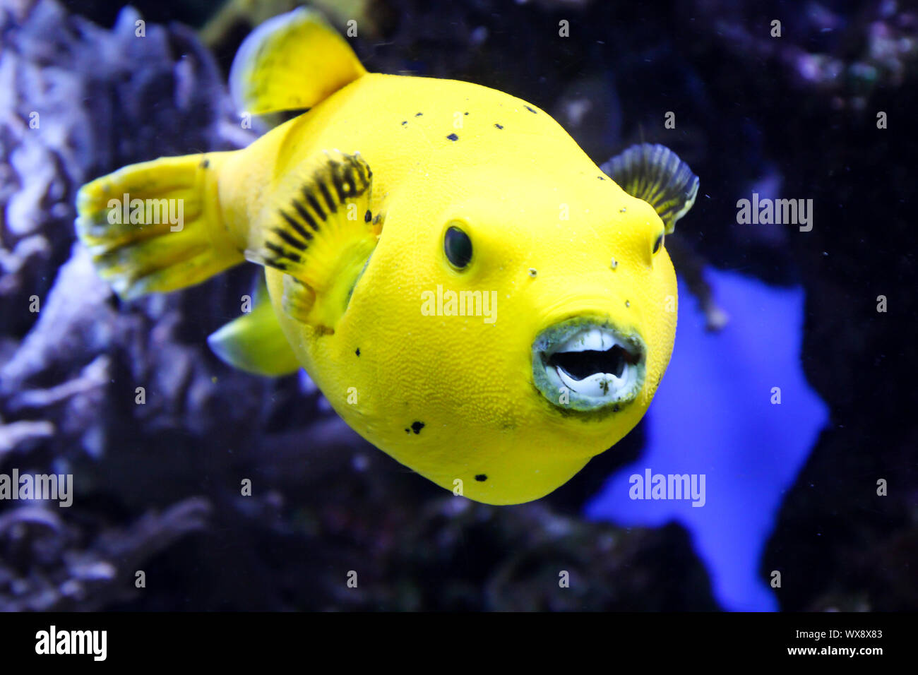 Pufferfish in the reef Stock Photo