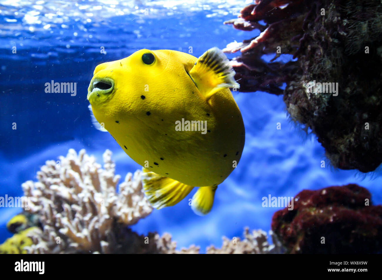 Pufferfish in the reef Stock Photo
