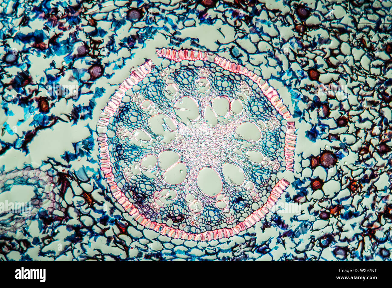 Iris root tip across 100x Stock Photo Alamy