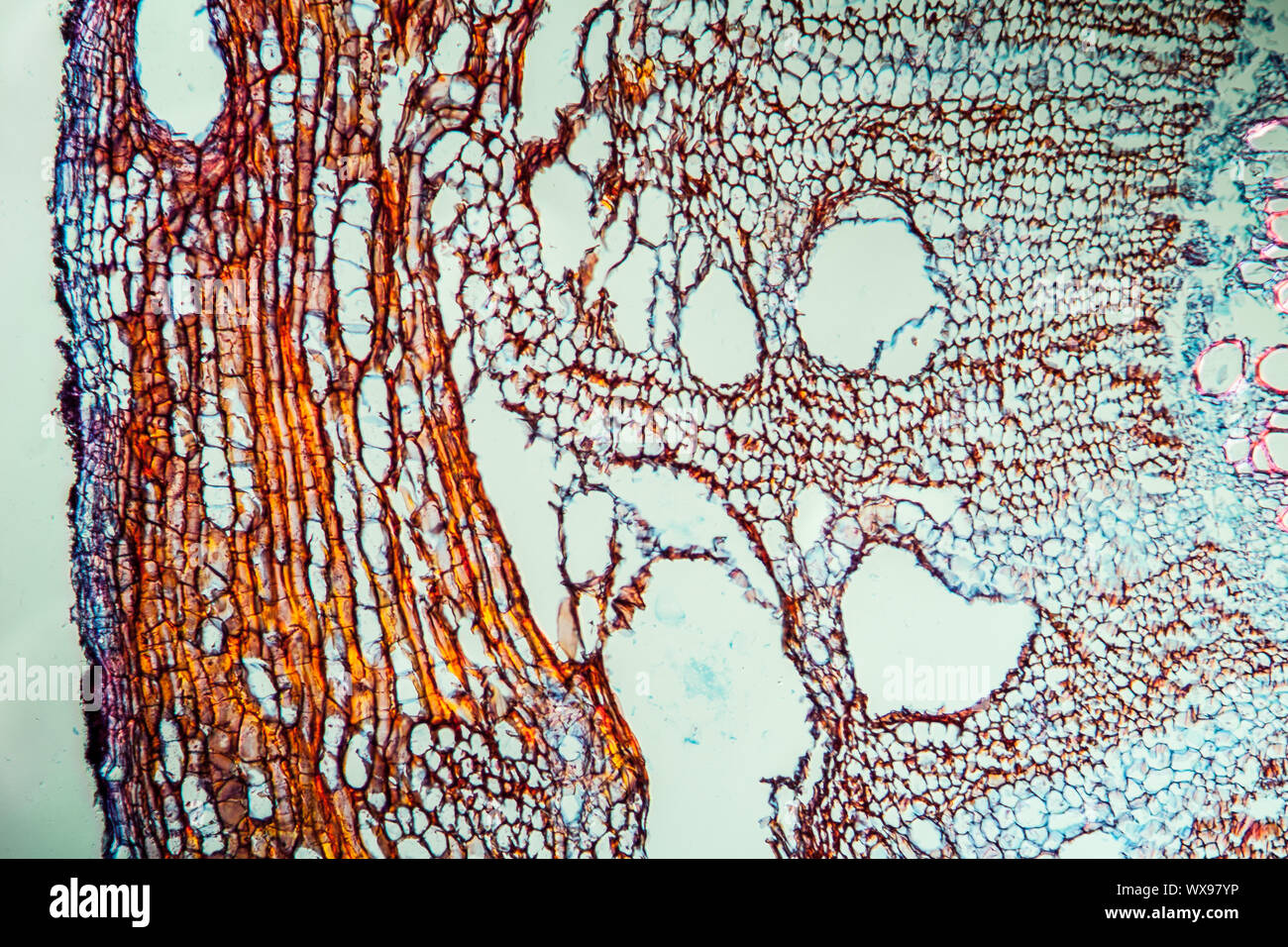 Karotte Roots Carrot root across 100x Stock Photo - Alamy