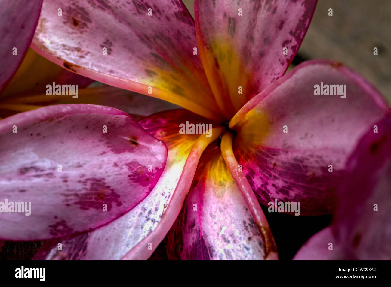A pink frangipani flower which is past its prime Stock Photo