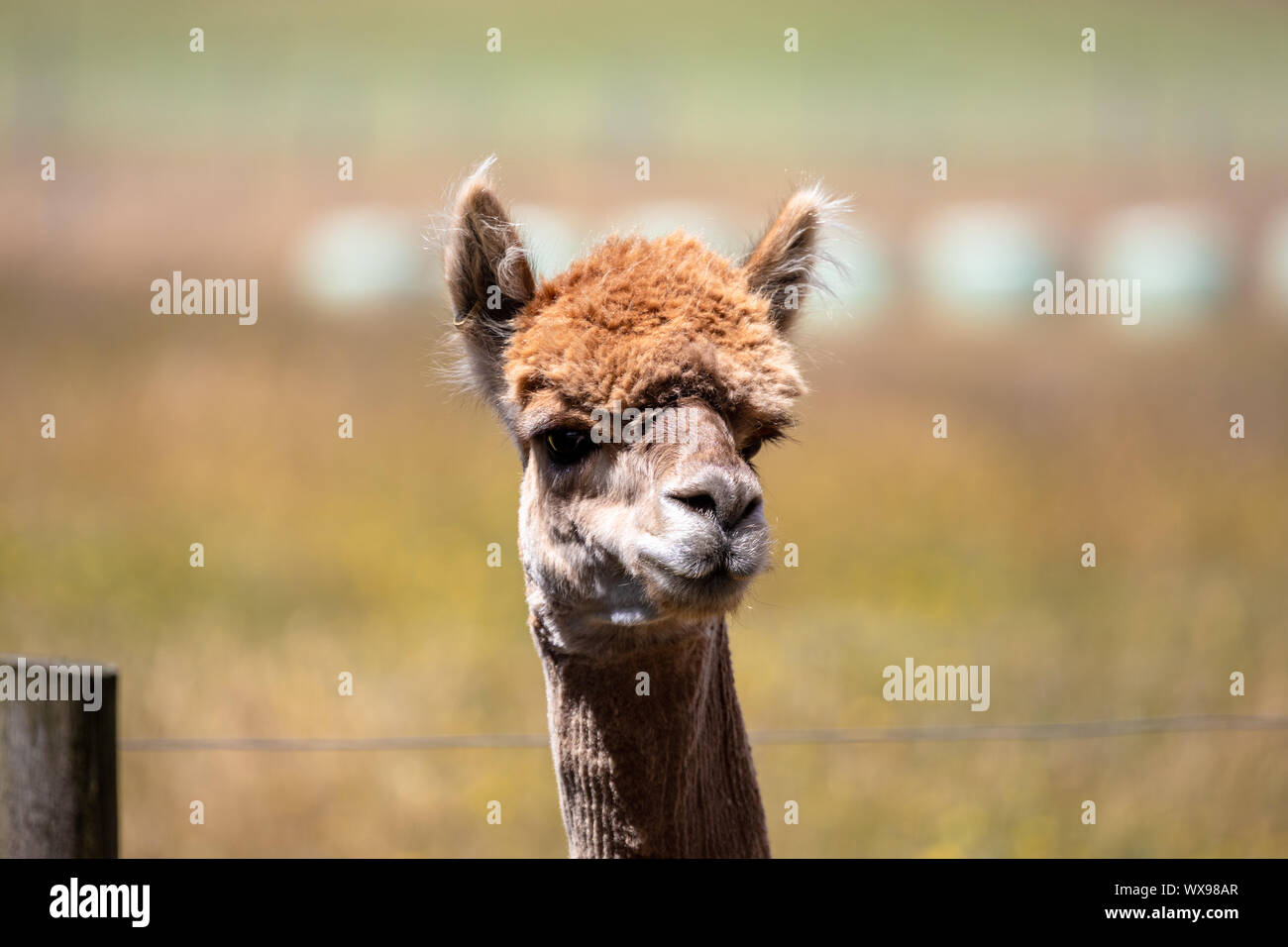 Alpaca animal in New Zealand Stock Photo