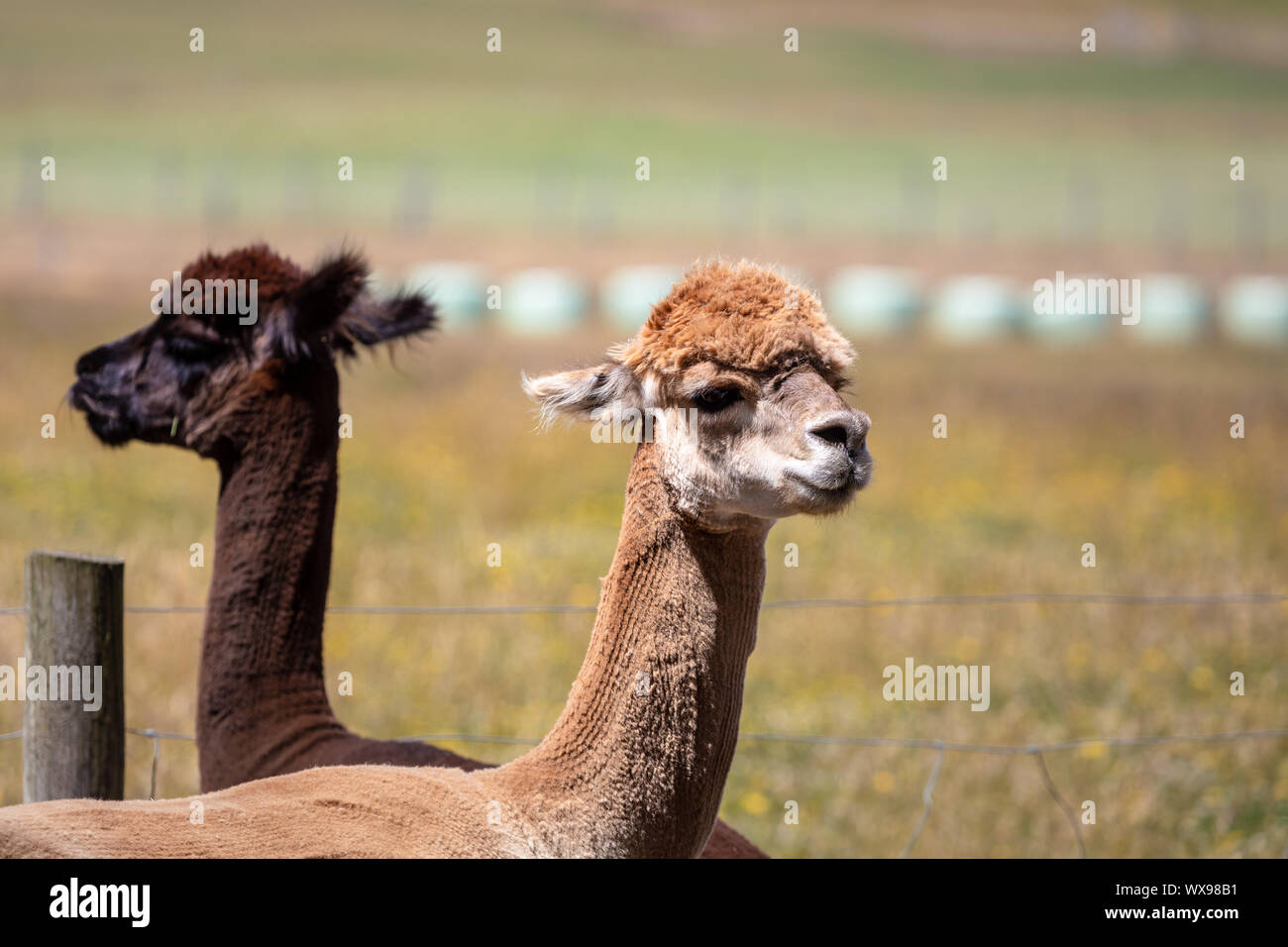 Alpaca animal in New Zealand Stock Photo