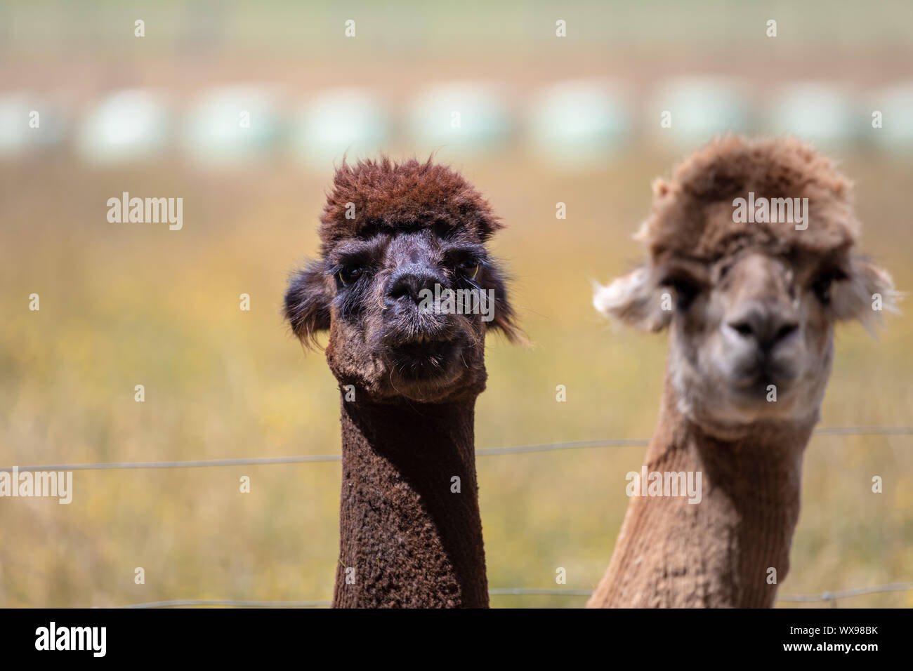 Alpaca animal in New Zealand Stock Photo