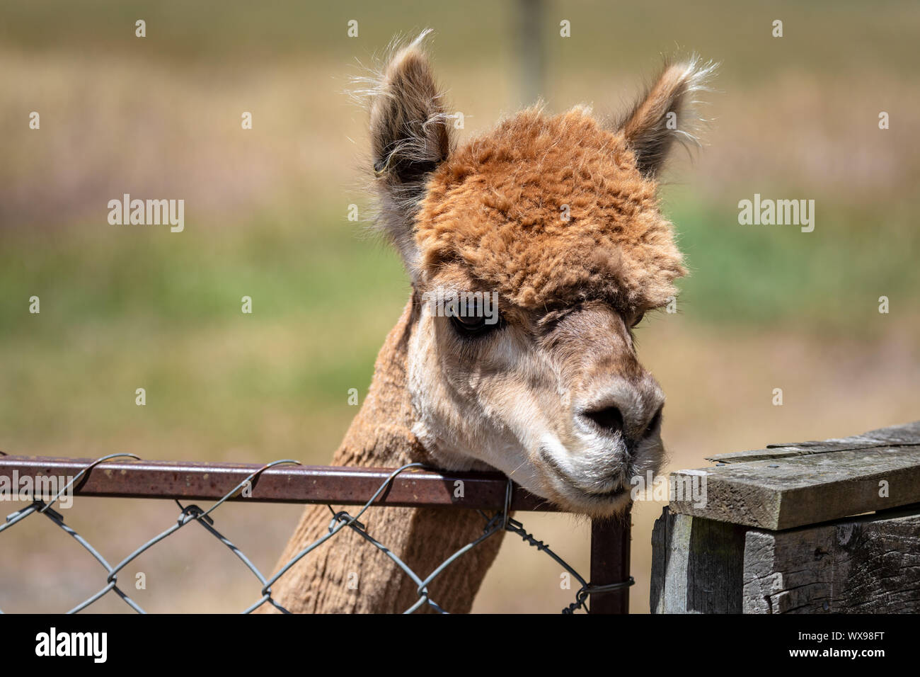 Alpaca animal in New Zealand Stock Photo
