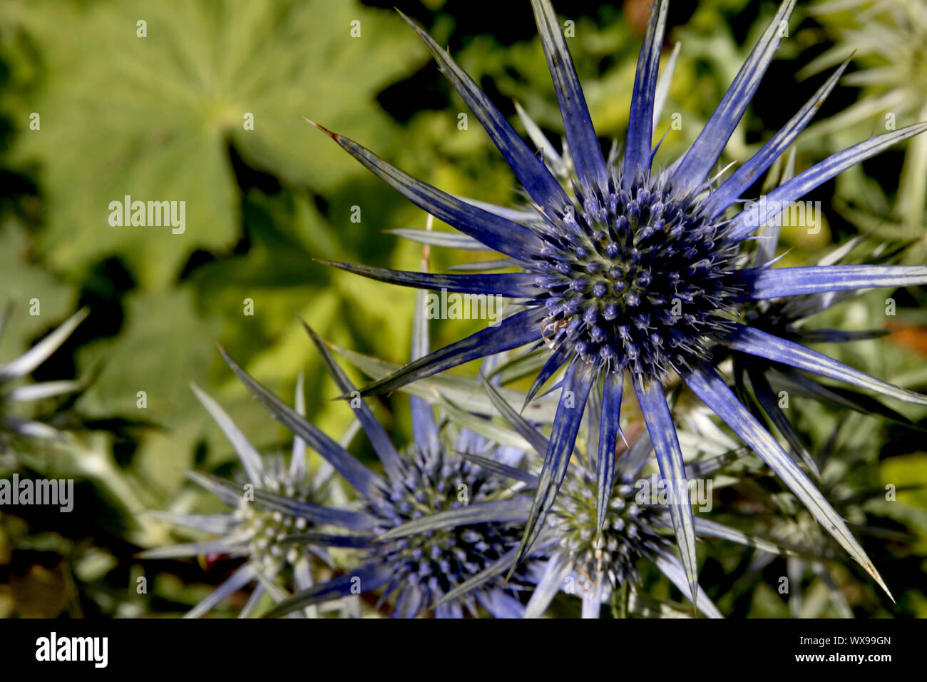 A beautiful blue thistle flower found in Monet's Garden, as well as other gardens in the same area of France Stock Photo
