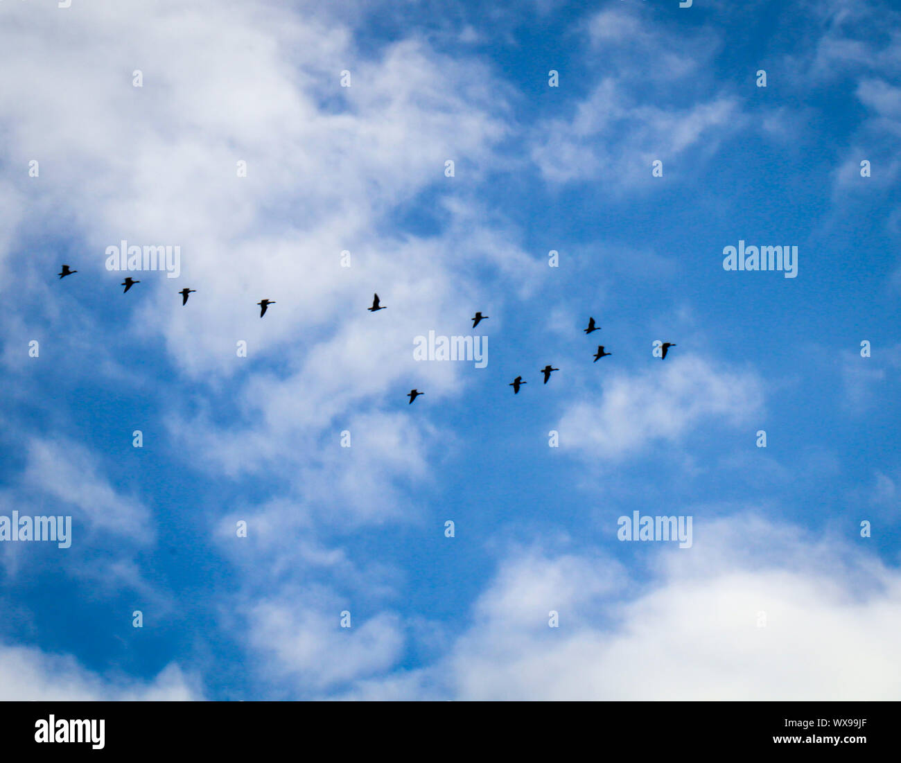 sky with birds Stock Photo