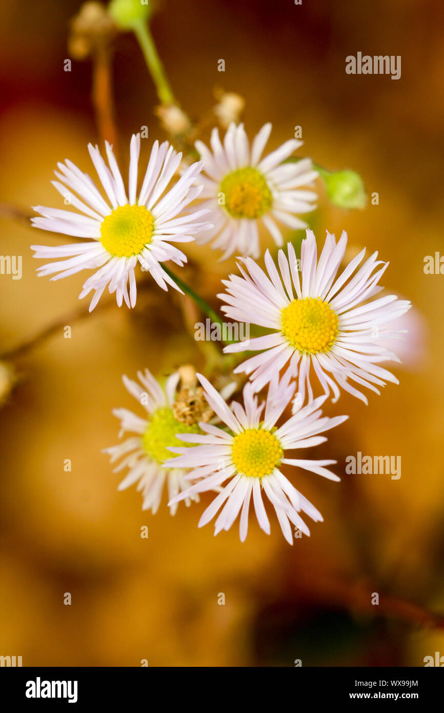 flower with white petals Stock Photo