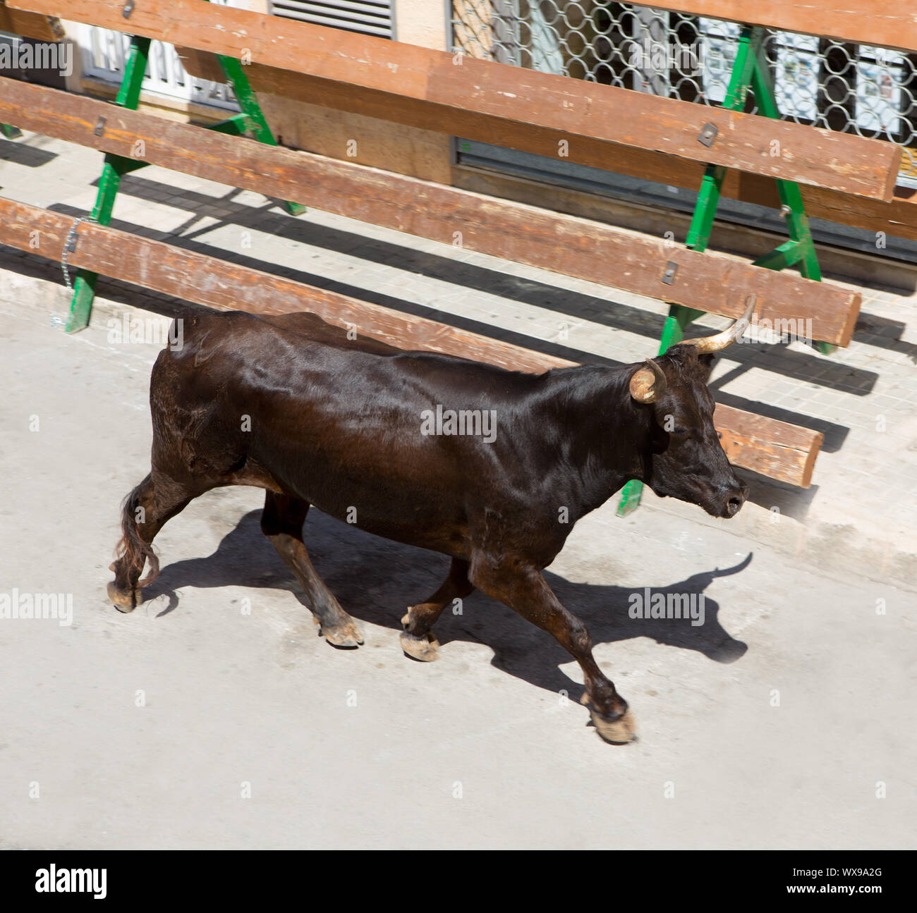 Bull at street traditional fest in Spain running of the bulls Stock Photo