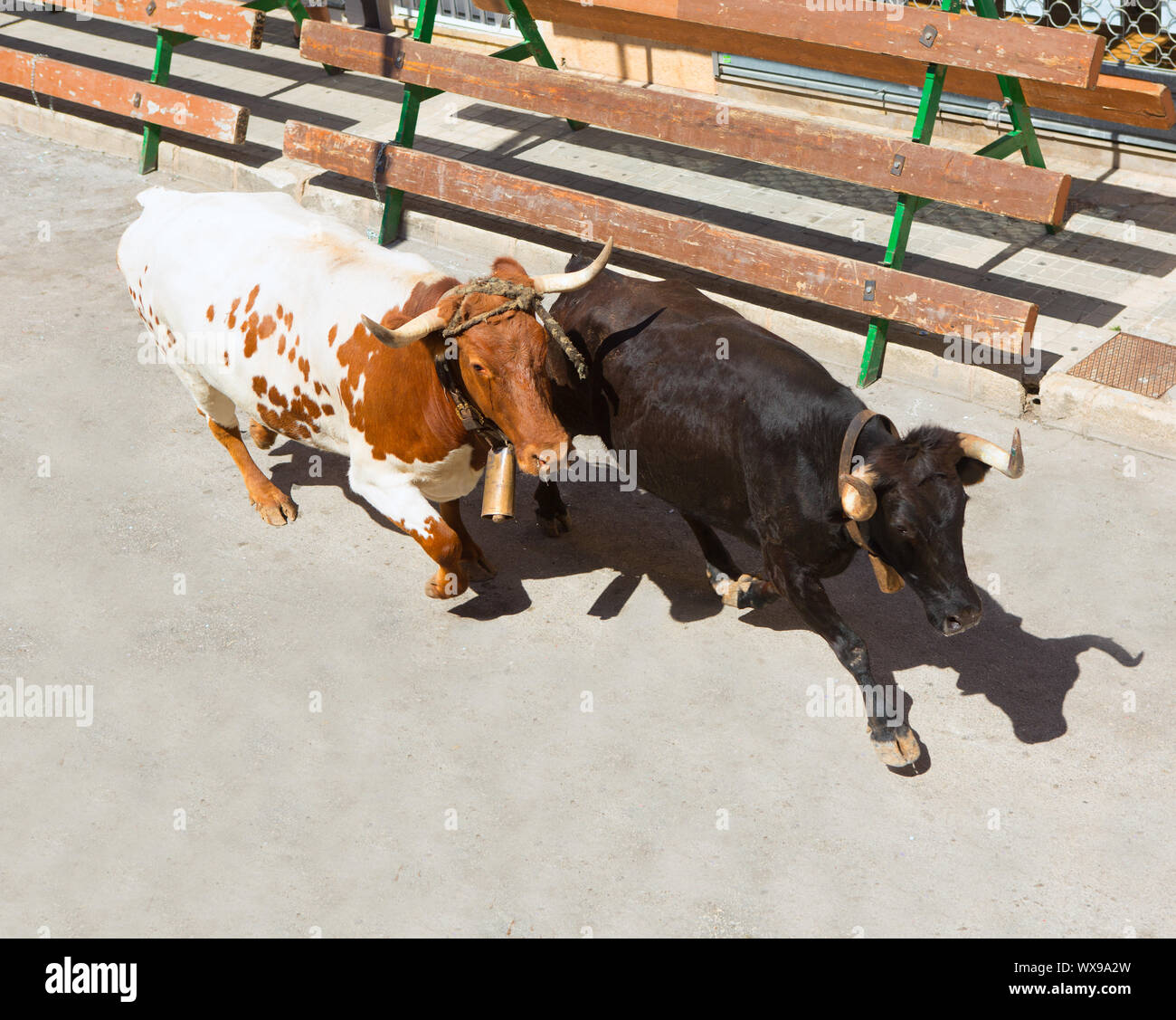 Bull at street traditional fest in Spain running of the bulls Stock Photo
