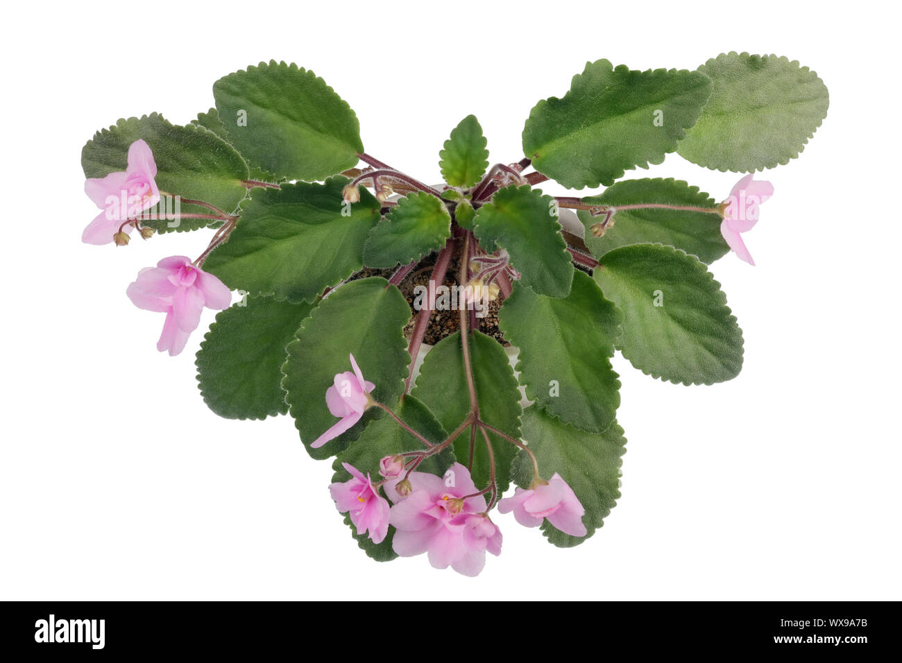 Indoor Violets flower bush as heart shape isolated Stock Photo