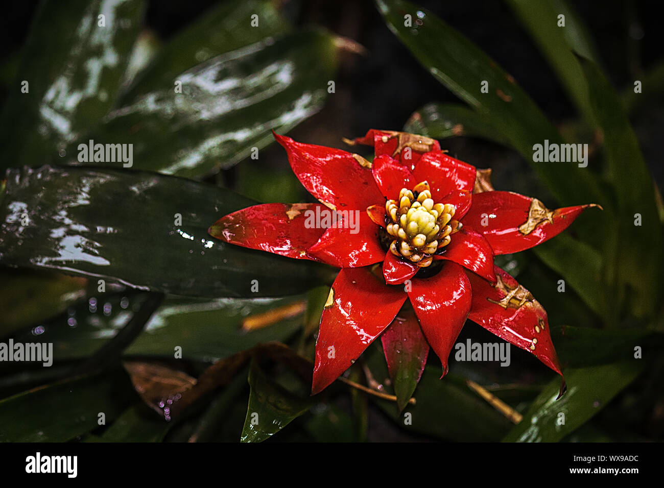 A Scarlet Star bromeliad after a rainfall at the Singapore Botanical Garden Stock Photo