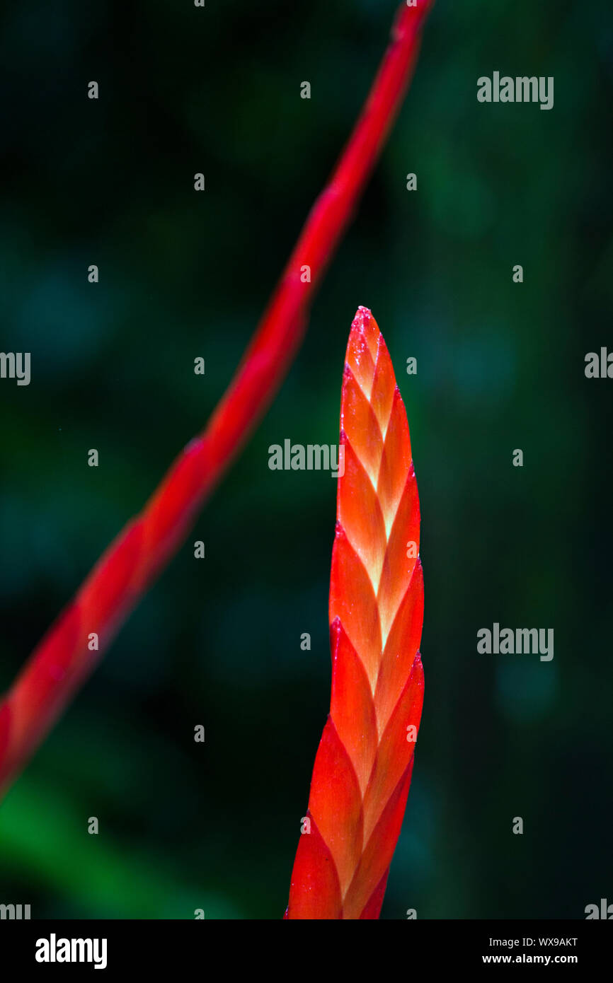Simplicity of the Flaming Sword plant, a member of the bromeliad family Stock Photo