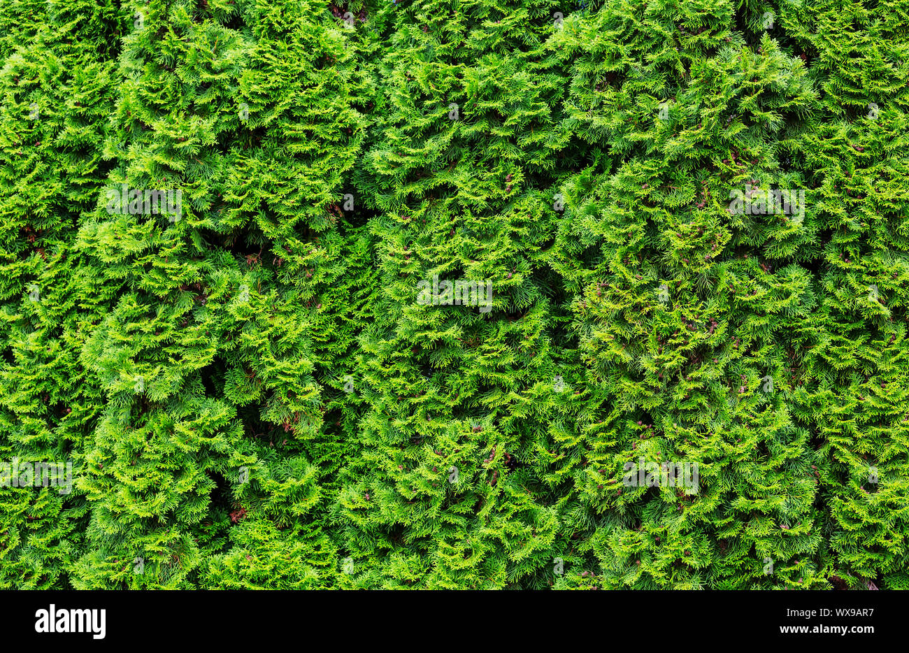 Green texture Stock Photo