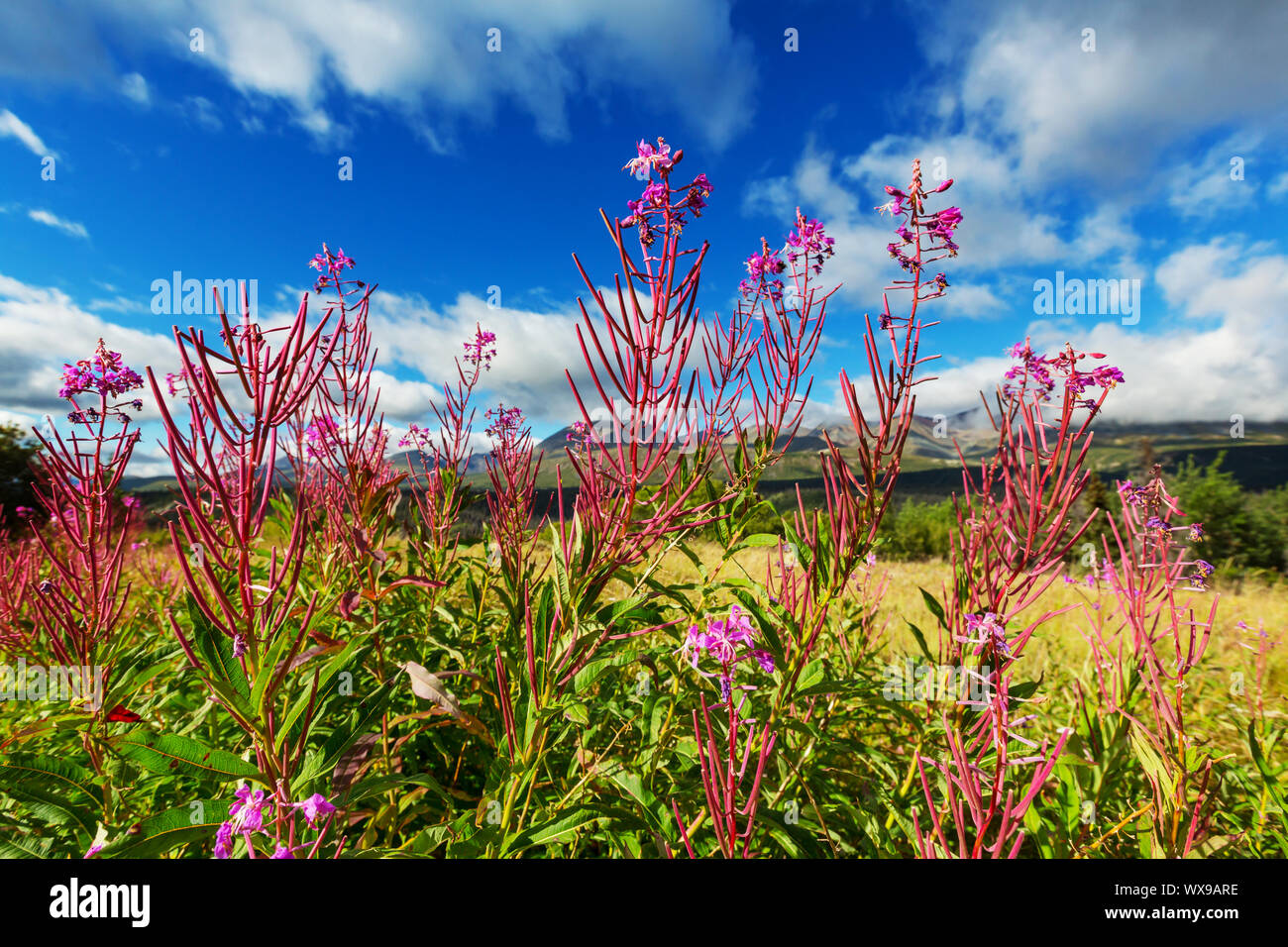 Flowers in Alaska Stock Photo Alamy