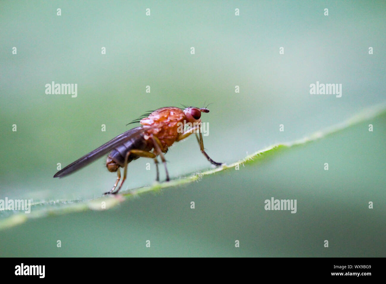 Warble fly hires stock photography and images Alamy
