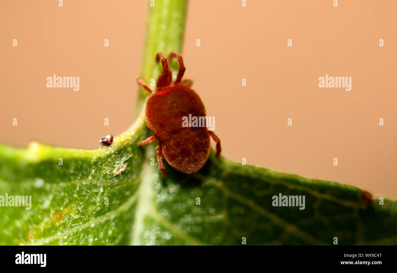 Macro of a red mite on a leaf Stock Photo