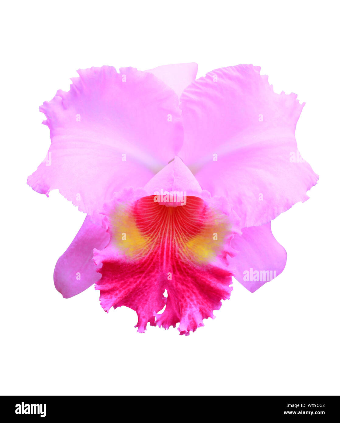 Pink orchid isolated on the white background Stock Photo - Alamy