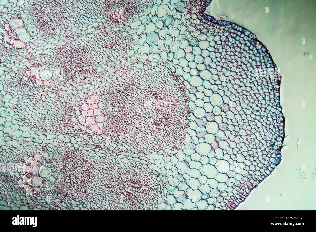 Klette Stengel quer 100x Stock Photo