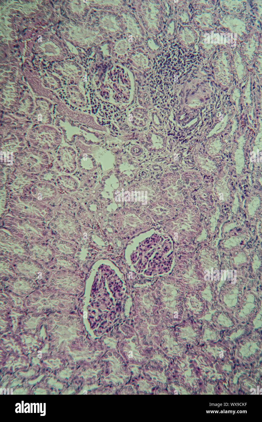 Kidney pig cross section of the kidney 200x Stock Photo Alamy