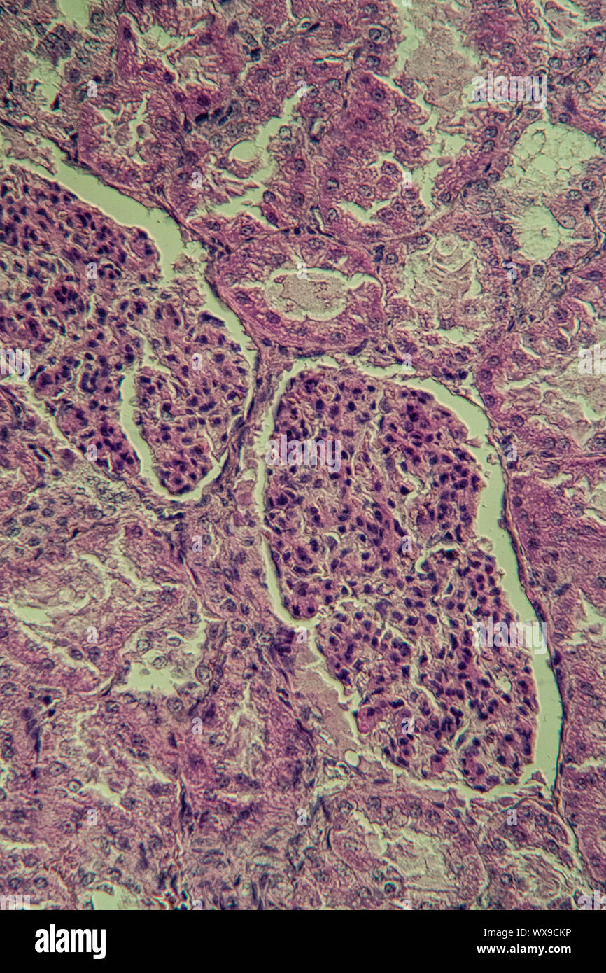 Kidney Histology High Resolution Stock Photography and Images Alamy