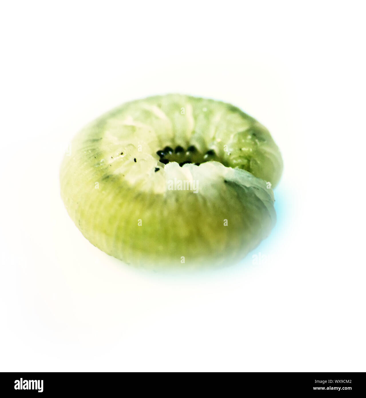 Bright green caterpillar close-up Stock Photo - Alamy