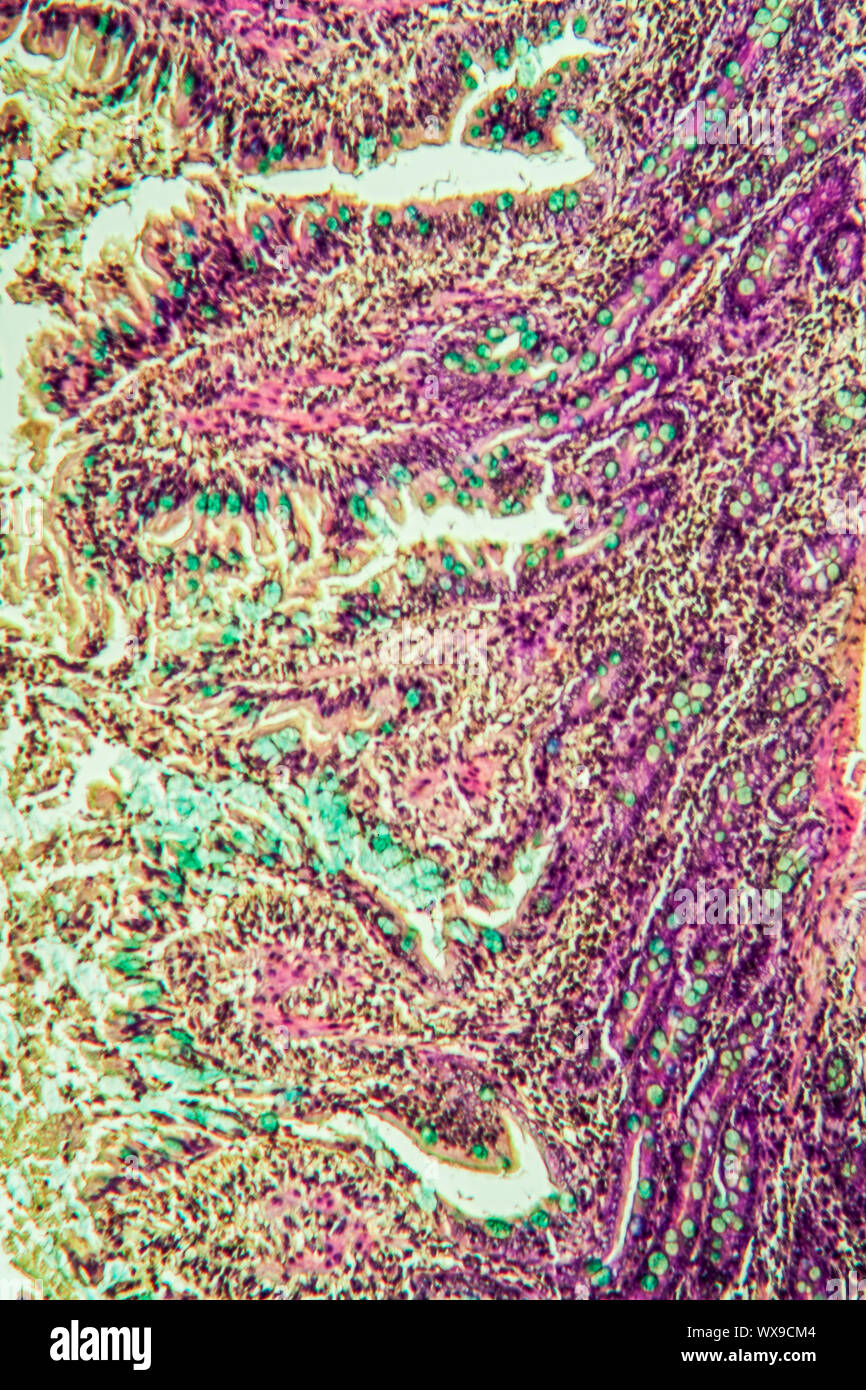 Small intestine pig across 100x Stock Photo Alamy