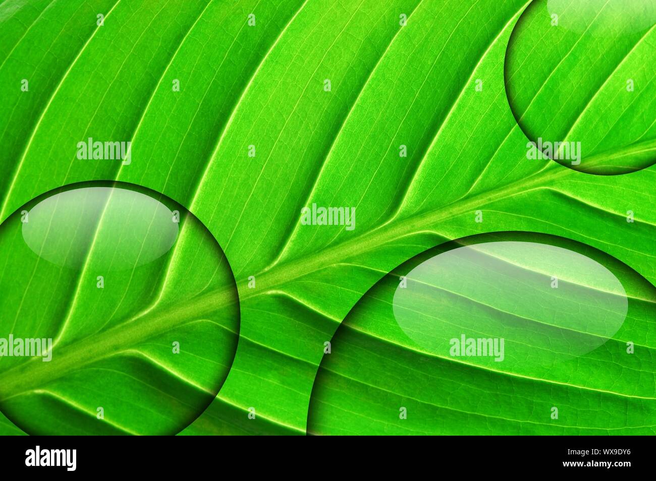 green leaf with fresh water drop from summer rain Stock Photo - Alamy