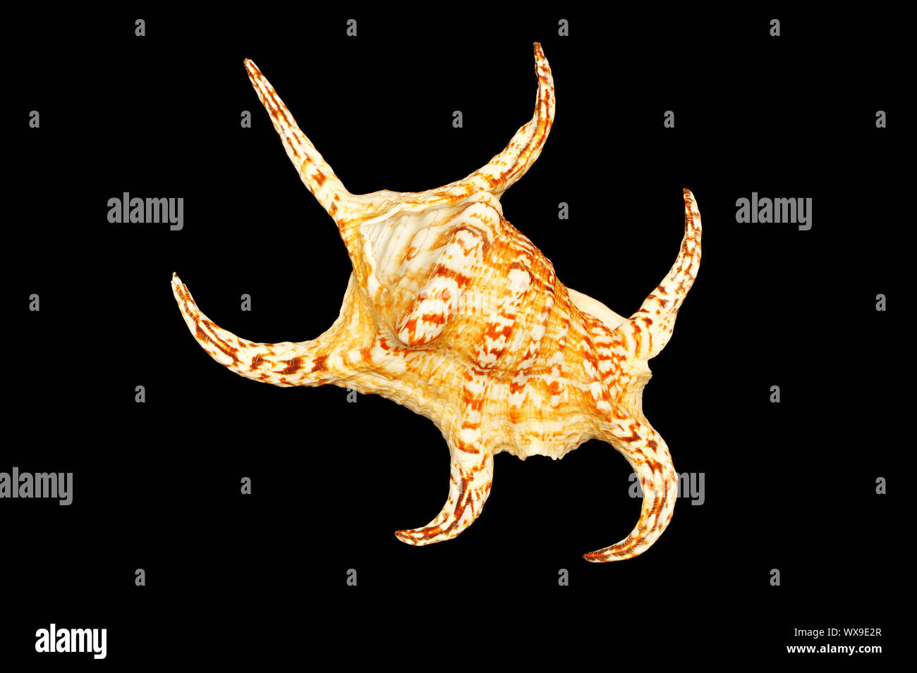Sea shell isolated on black background Stock Photo
