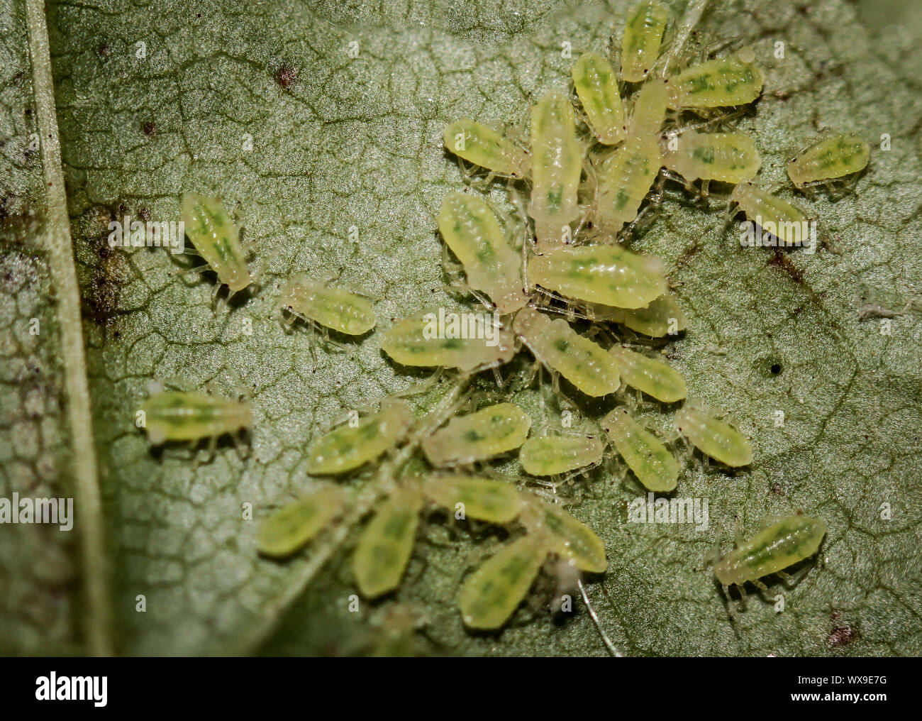 Macro of aphids on a leaf Stock Photo