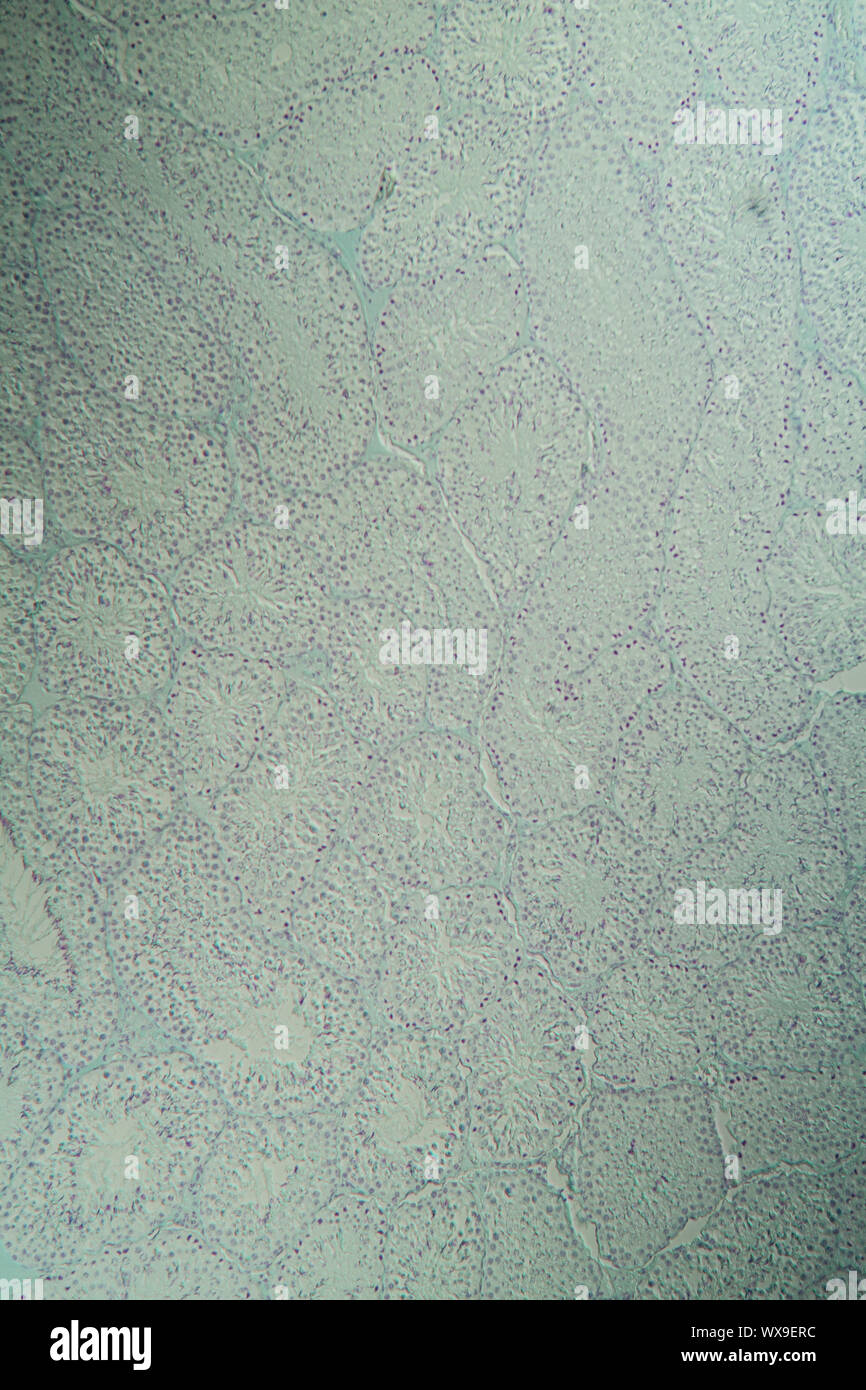 Testicles guinea pig cross section under the microscope 100x Stock