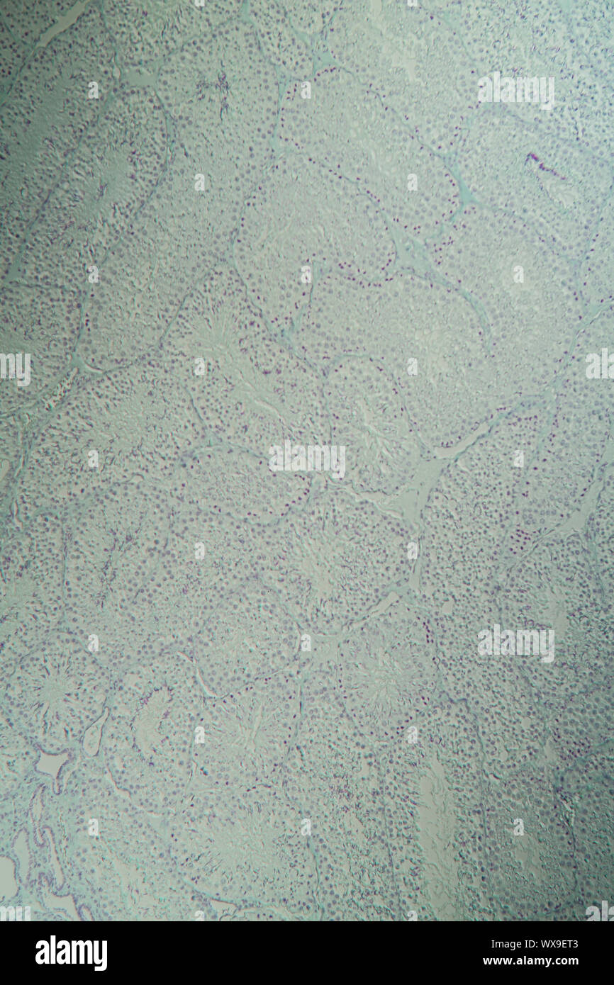 Testicles guinea pig cross section under the microscope 100x Stock