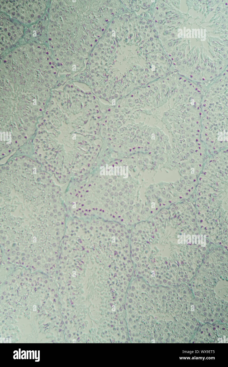 Testicles guinea pig cross section under the microscope 100x Stock