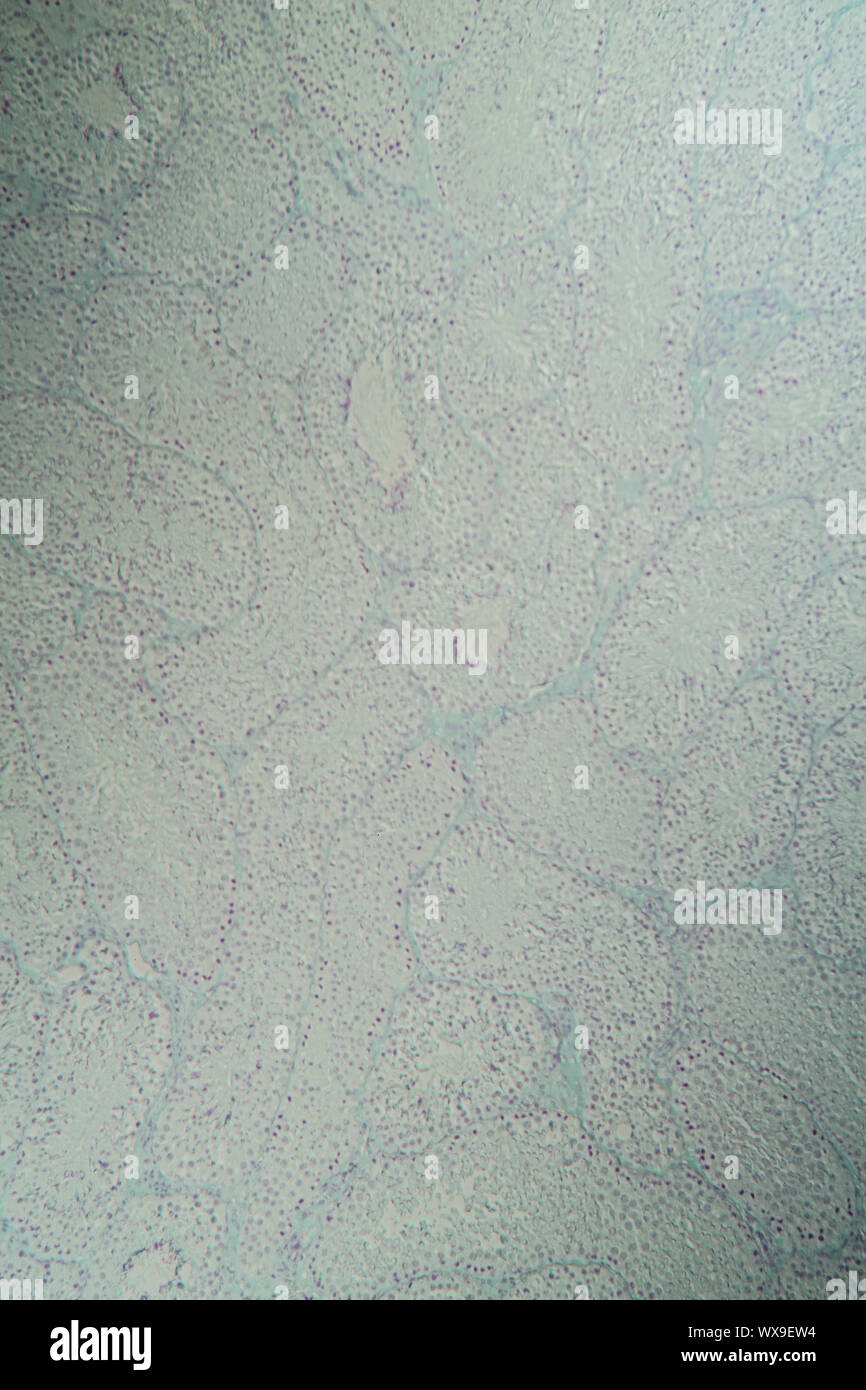 Testicles guinea pig cross section under the microscope 100x Stock