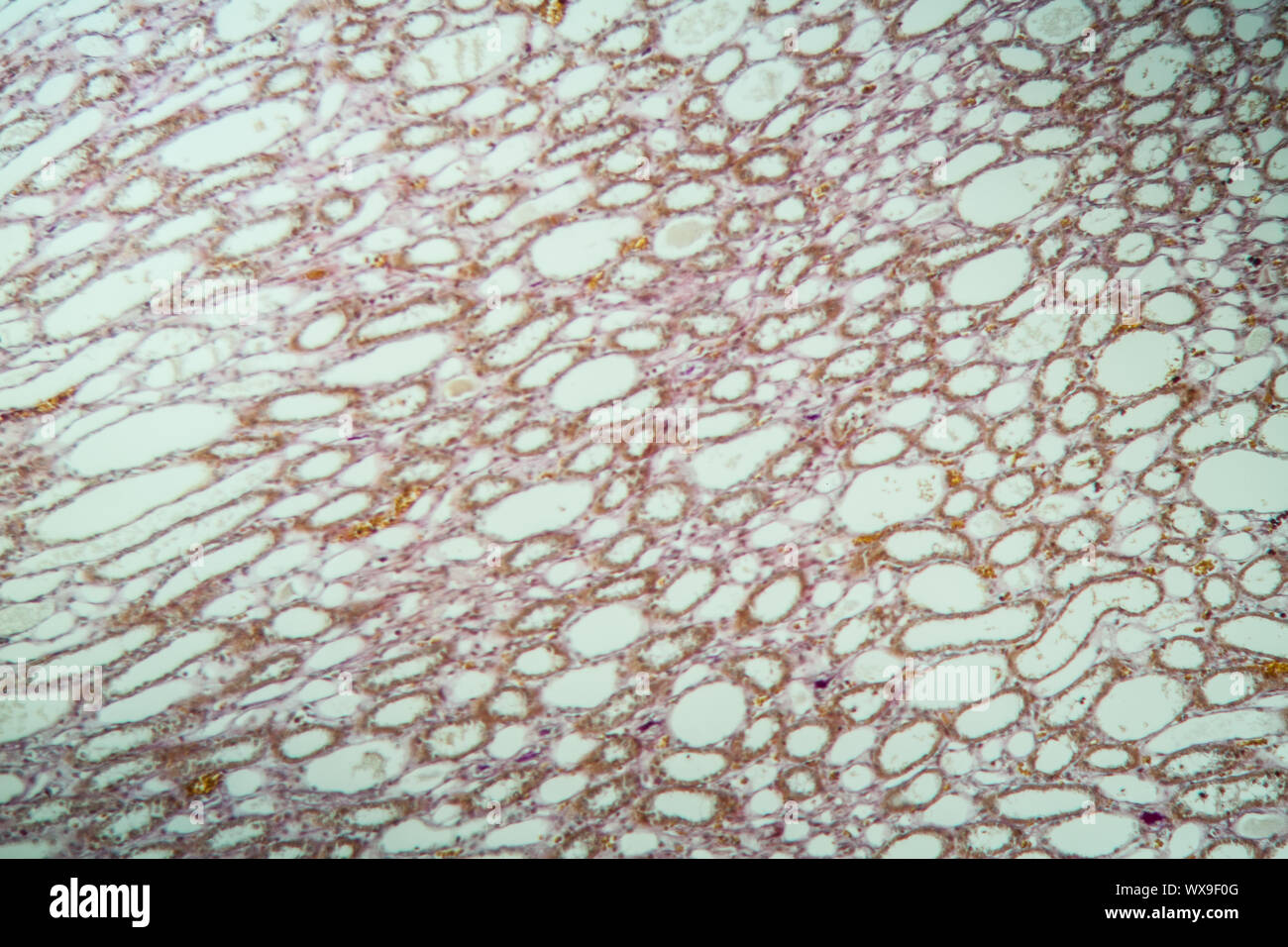 Lungs dog healthy lung tissue 100x Stock Photo Alamy