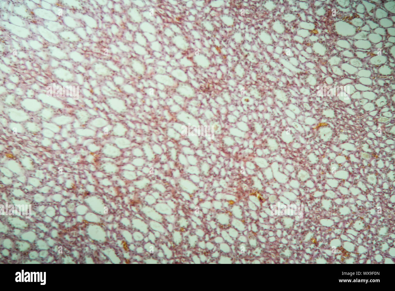 Lungs dog healthy lung tissue 100x Stock Photo Alamy