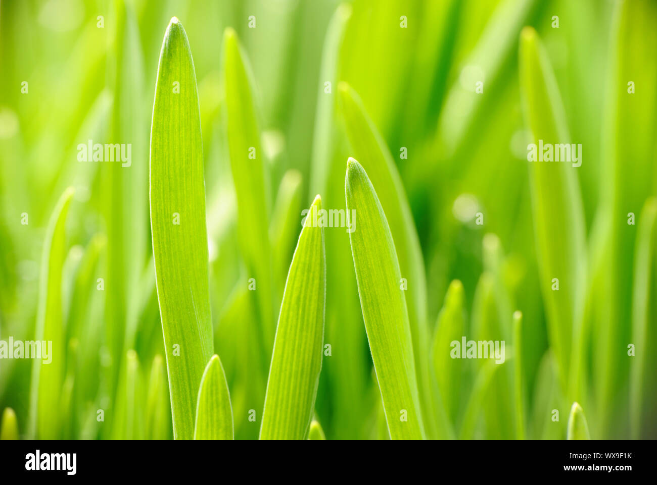 Green grass close up background Stock Photo - Alamy