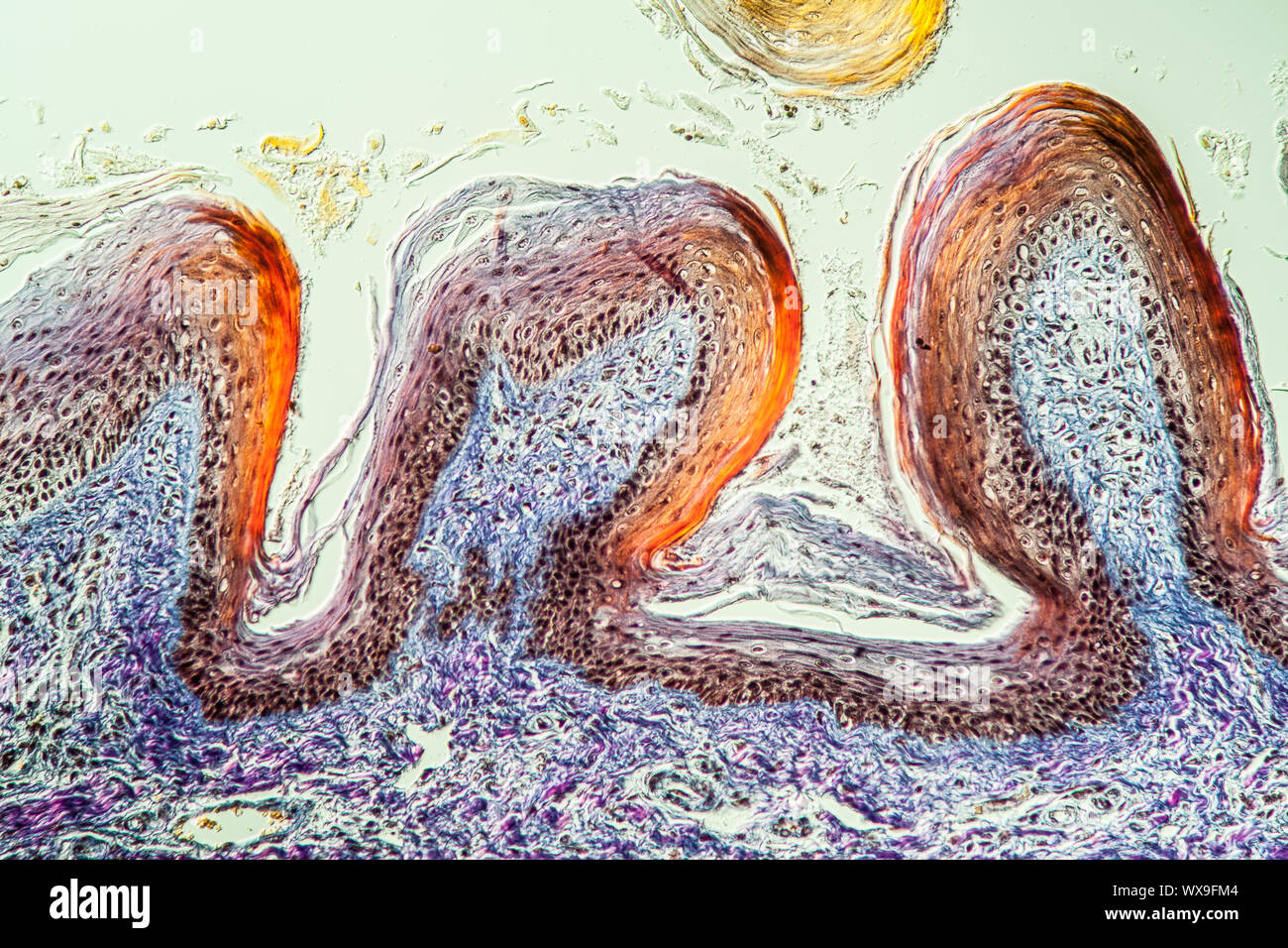 Tongue of the cat tissue with taste buds across 100x Stock Photo Alamy