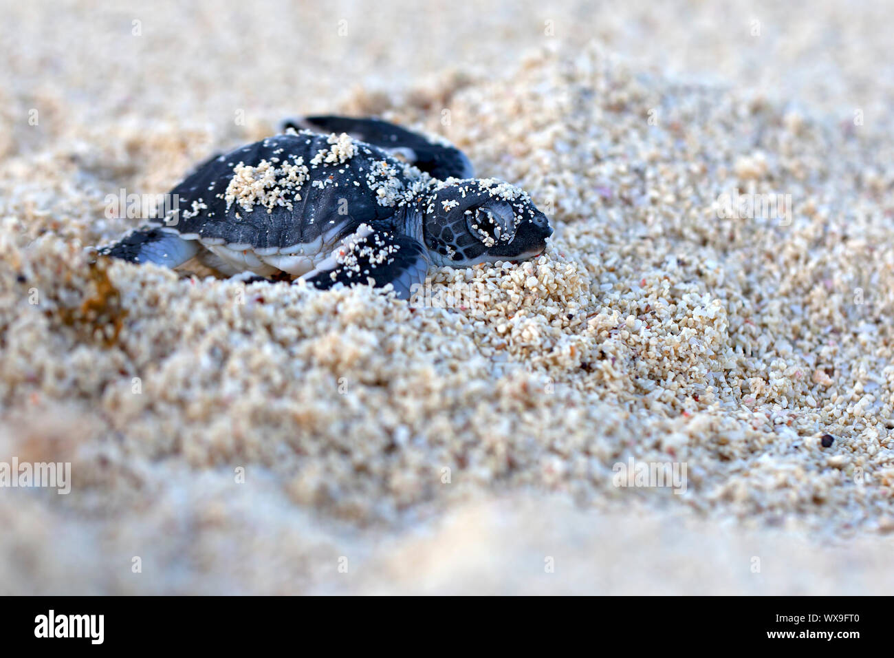 Green Sea Turtle Hatchling Stock Photo