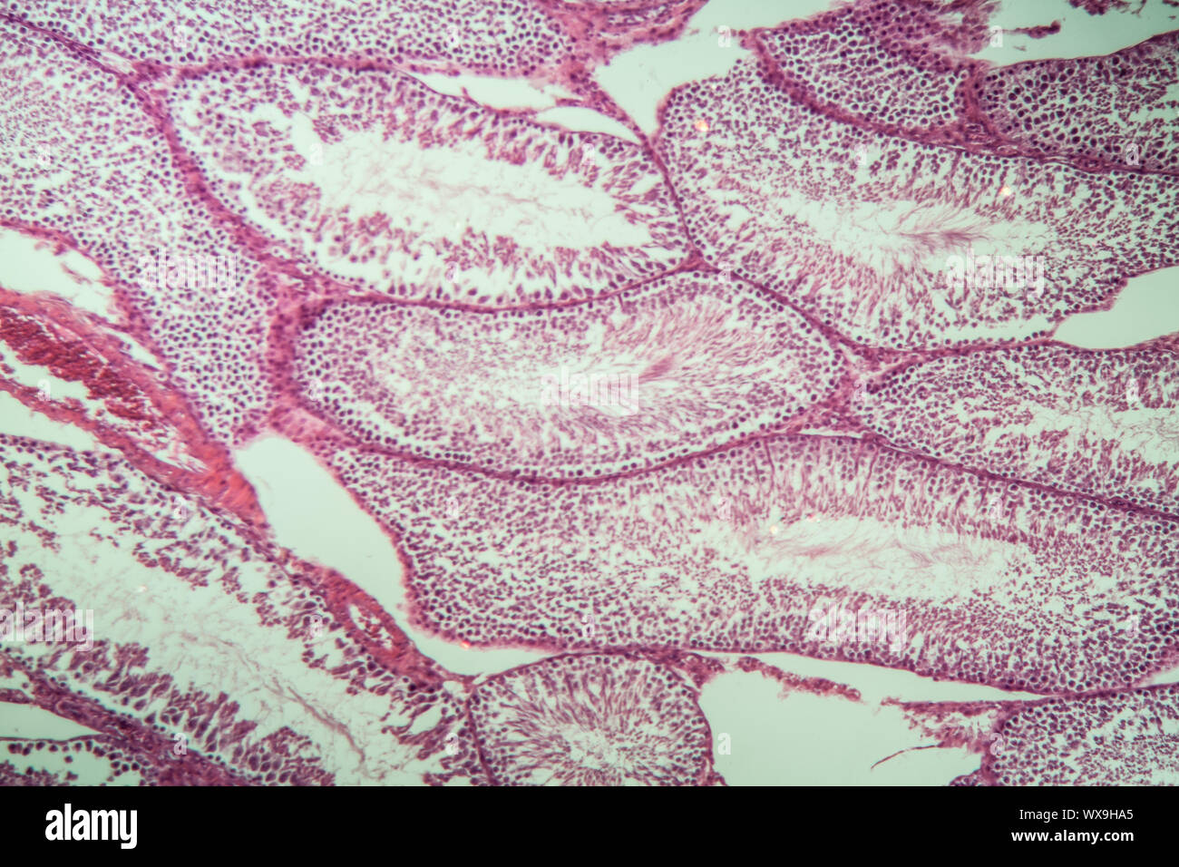 Rat testicles cross section 100x Stock Photo Alamy